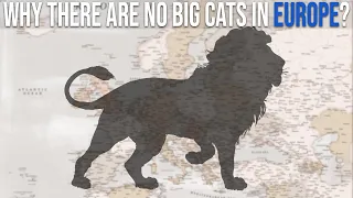 Why Don't Any Big Cats Live in Europe?