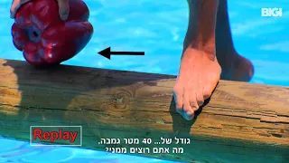 נגע בגמבה או לא נגע בגמבה?