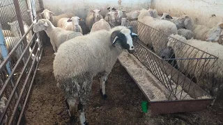 TORBALI HAYVAN PAZARINDAKİ.CELEBİN GİZLİ BAHÇESİ.