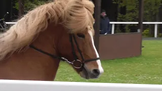 IPZV Turnier Short Mix, Icelandic horse tournament, David Garrett