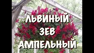 ЛЬВИНЫЙ ЗЕВ АМПЕЛЬНЫЙ. ПОСАДКА в КАШПО или КОНТЕЙНЕР