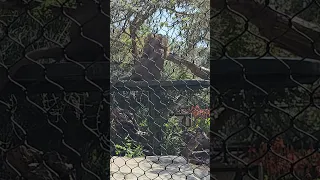 Lion dropping down for a nap at the San Diego Zoo