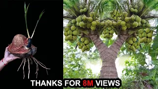 Wonderful Technique Discover How Grafting Coconut Trees grow faster