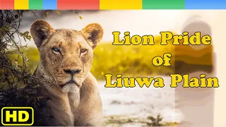 Lion Documentary - Liuwa Plain where Lion Pride Live - Nat Geo Wild Documentary HD