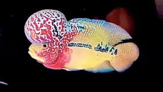 Top 10 Most Beautiful Flowerhorn Fish | Beautiful Flowerhorn Cichlids