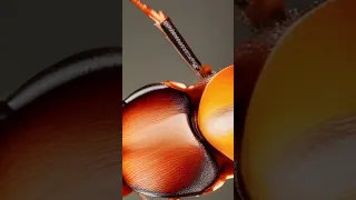 The Bombardier Beetle: A dangerous insect