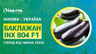 Огляд насіння баклажану від Innova Seeds Co INX 804 F1