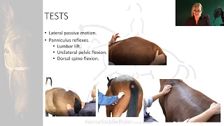 2.2.4 Joints & Muscles of the Equine Back. Horse Saddle Rider Course Kinetic Anatomy Lecture