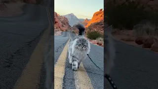 Siberian Cat visits the Valley of Fire #travel