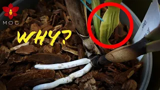 Orchid is dehydrated even with good roots & watering? Here's why & How to fix it!
