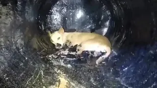 Rescue poor dog found stuck in a barrel of asphalt on a dark stormy night