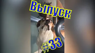 Лучшие ПРИКОЛЫ. Я ржал до слез, 20 минут Русских приколов 2021. Смешные Видео #33