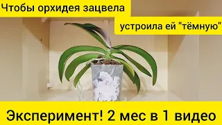 Как заставить орхидею ЦВЕСТИ - поставить орхидею в ТЁМНОЕ место  Весь эксперимент 2 месяца в 1 видео