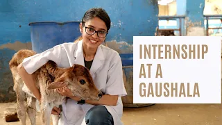 Internship at a gaushala | #InternshipVlog4 | Vet Visit