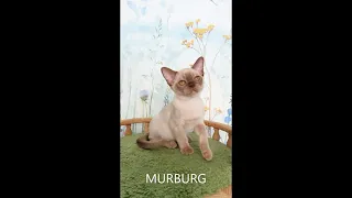 "MURBURG" питомник кошек бурманской породы