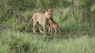 Lioness Protects a Baby Antelope