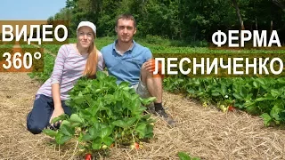 🍓 Анонс. Клубничная ферма Лесниченко. 🍓 Панорамное видео 360° 4K