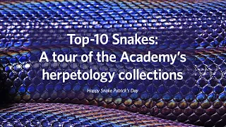Top-10 Snakes: A Snake Patrick's Day Tour of the Academy's Herpetology Collections!