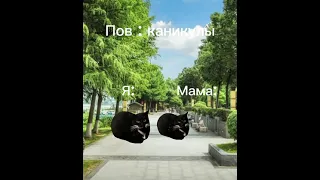Пов: каникулы / мемы с котами