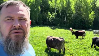 Випас - коровʼяча радість!!!  Прайвет мілк | Private Milk | Михайло Травецький