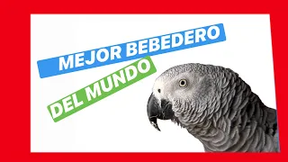 MEJOR BEBEDERO  DE LOROS  DEL MUNDO