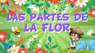 LAS PARTES DE LA FLOR | Videos Educativos para Niños