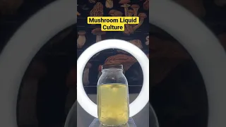 Mushroom Mycelium Growing In Sterilized Honey Water.