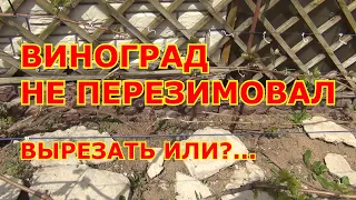 ВИНОГРАД НЕ ПЕРЕЗИМОВАЛ. РЕЗАТЬ или?...