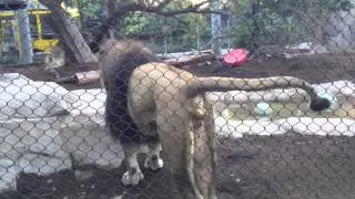 San Diego zoo Lion pee to People.