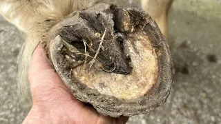 This Pony Sends Me Flying. Hoof Trimming On An Uncooperative Pony. ￼(Hoof Restoration)