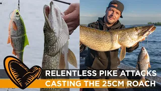 Relentless Pike attacks - Casting the 25cm 4D Linethru Roach - With Sean Wit & Frans van der Putte