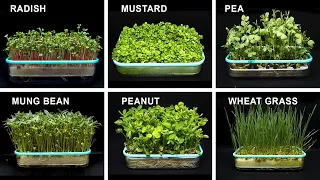 Growing Sprouts & Microgreens Without Soil Compilation - Timelapse