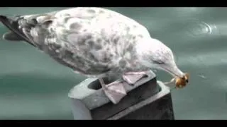 A Seagull Trying To Eat A Crab