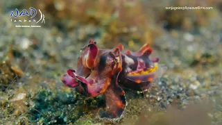 FLAMBOYANT CUTTLEFISH | Metasepia pfefferi