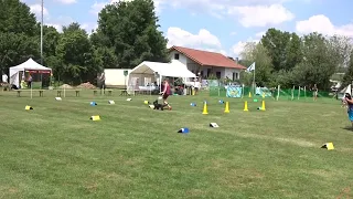 Schlappi - Bayerisches Rally Obedience Championat - 2018