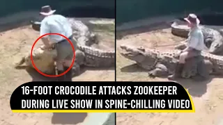 16-foot crocodile attacks zookeeper during live show in spine-chilling video | Viral Video