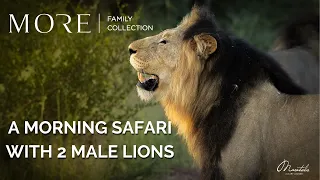 Join as we follow these 2 massive Male Lions