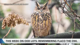 Odd Lots Team Pays Tribute to Flaco the Owl