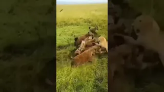 Lion vs Hyena ( When backup arrives )