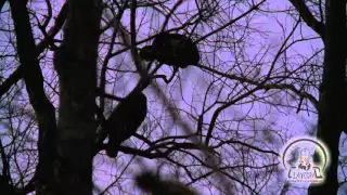 REAL hen turkey TREE YELPS provoking gobblers to sound off | GREAT AUDIO of wild turkey sounds!