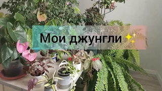 Мои не орхидеи 😁. Часть 2. Папоротники, Мимоза стыдливая, эписции, Эпипремнум, хойя и др.