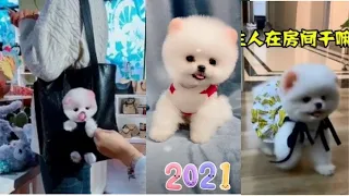 Tik Tok Chó Phốc Sóc Mini   Funny and Cute Pomeranian Videos 😍 #9