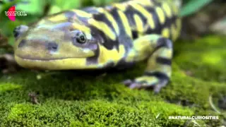 David Attenborough talks about salamanders | David Attenborough's Natural Curiosities | Watch