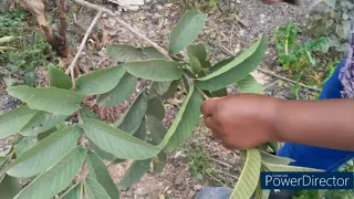 PRUNING FRUIT TREES/ HOW TO PRUNE GUAVA TREE FOR MAXIMUM YIELD/AESTHETICS/ LANDSCAPING & GARDENING