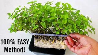 Easiest Way To Grow HEALTHY MINT In Water