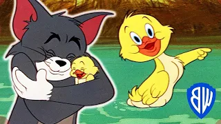 Tom et Jerry en Français | Les Meilleurs Moments du petit canard | WB Kids kids cartoon babycarton