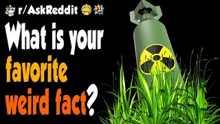 What is your favorite weird fact?