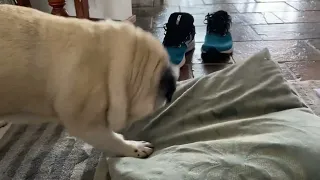 Hunting for pillow pie... | Carmela the pug