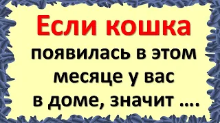 Если кошка появилась в этом месяце у вас в доме, значит …. . Магия кошки