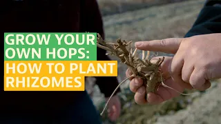 Grow Your Own Hops: How to Plant Rhizomes